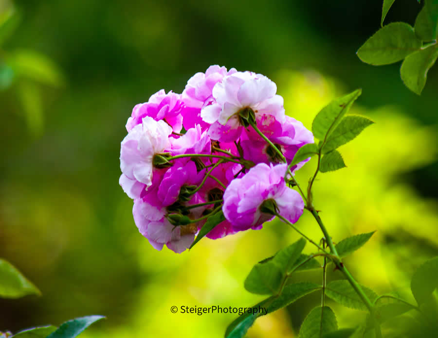 Gurushots Spring Snapshots Photo Challenge Winners