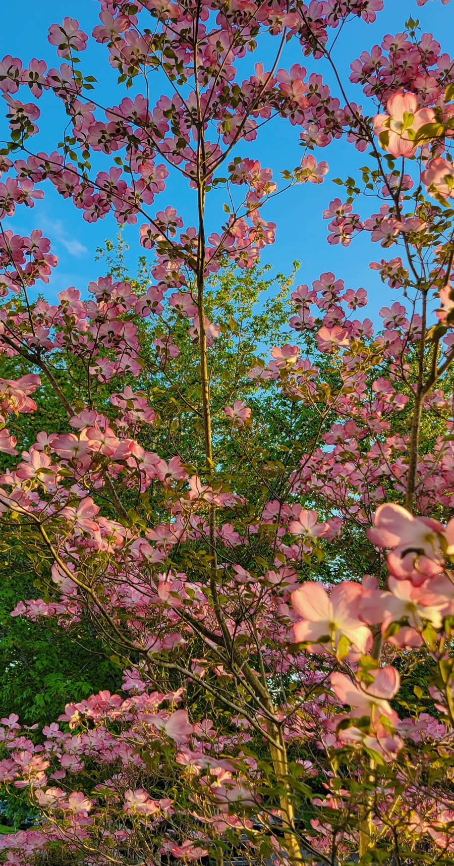 Gurushots Spring Snapshots Photo Challenge Winners