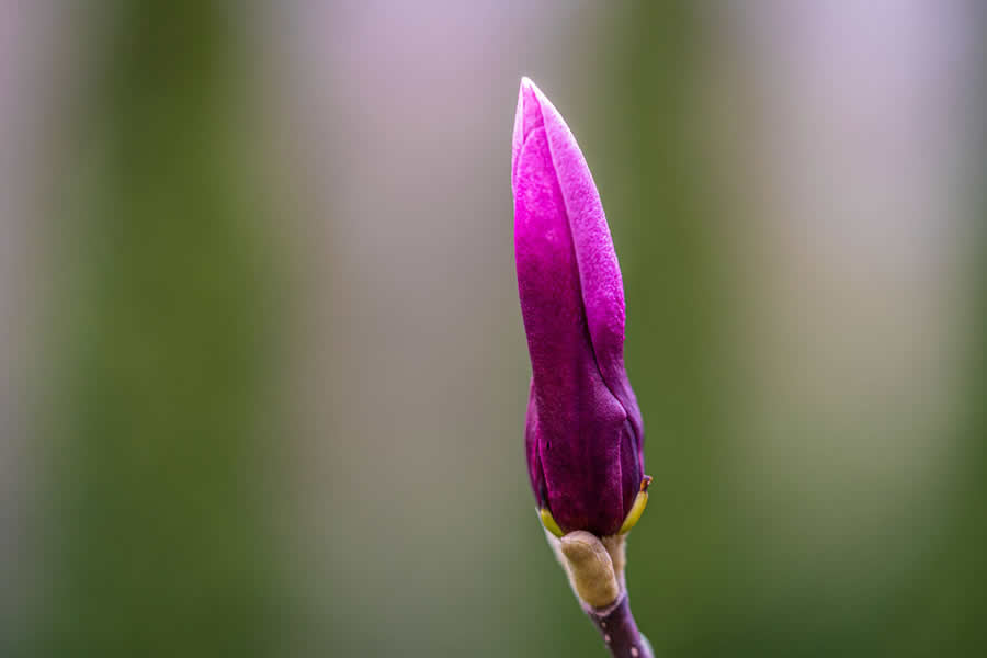 Gurushots Spring Snapshots Photo Challenge Winners