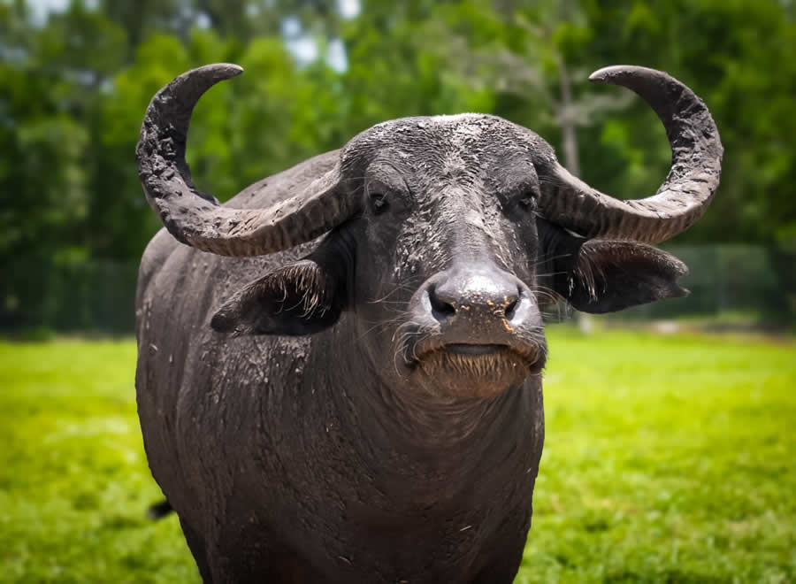 Gurushots Spring Snapshots Photo Challenge Winners