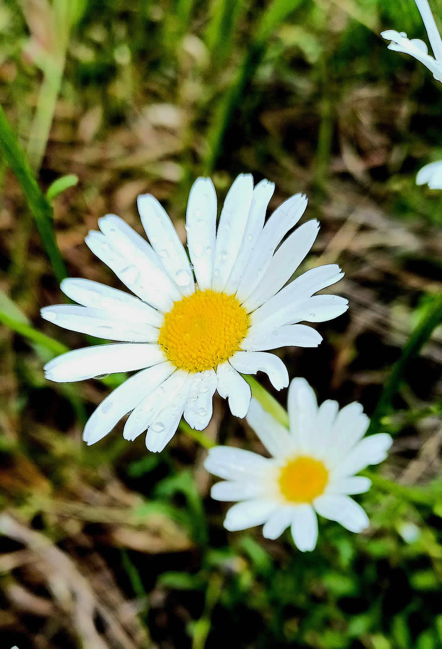 Gurushots Spring Snapshots Photo Challenge Winners