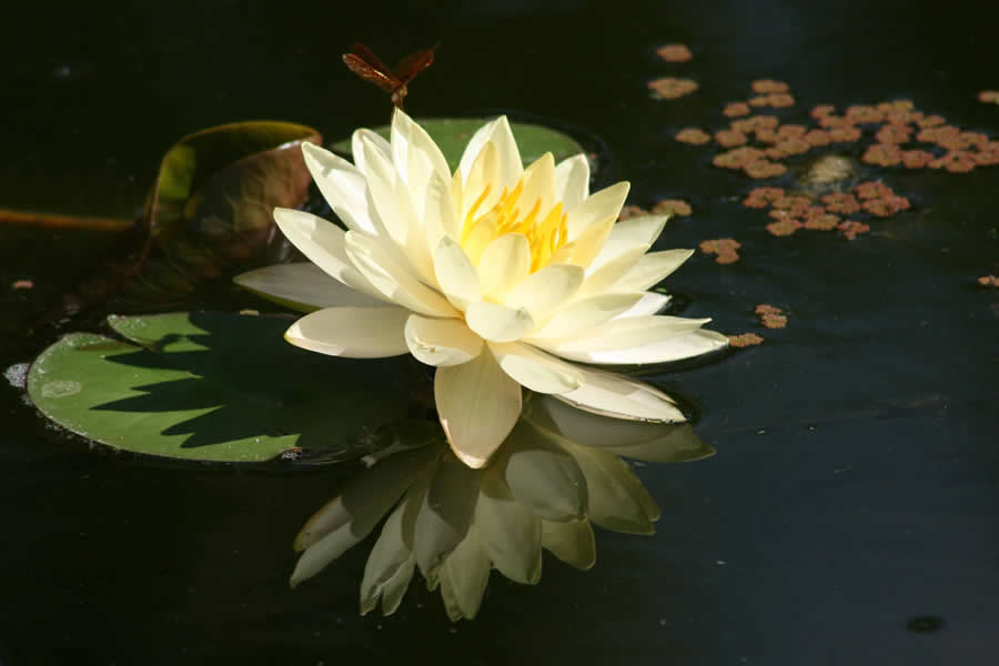 Gurushots Spring Snapshots Photo Challenge Winners