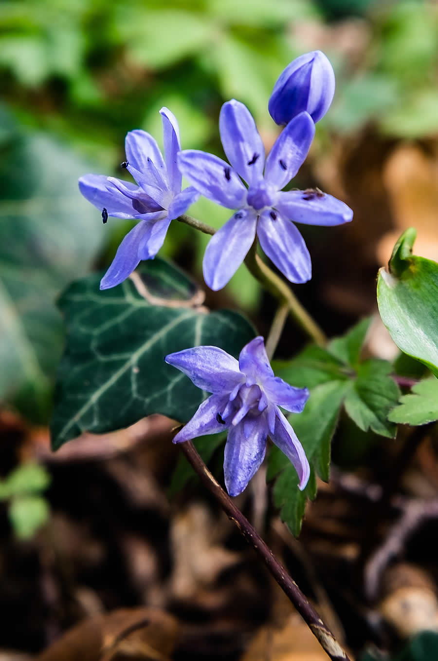 Gurushots Spring Snapshots Photo Challenge Winners