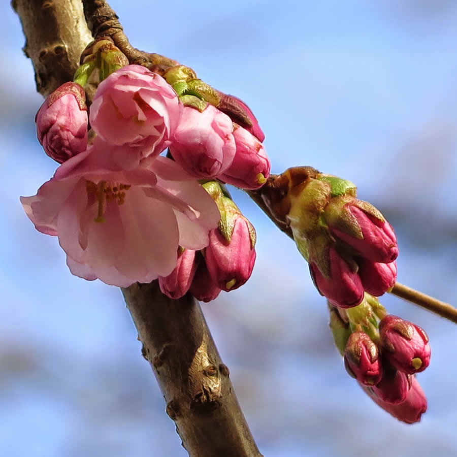 Gurushots Spring Snapshots Photo Challenge Winners