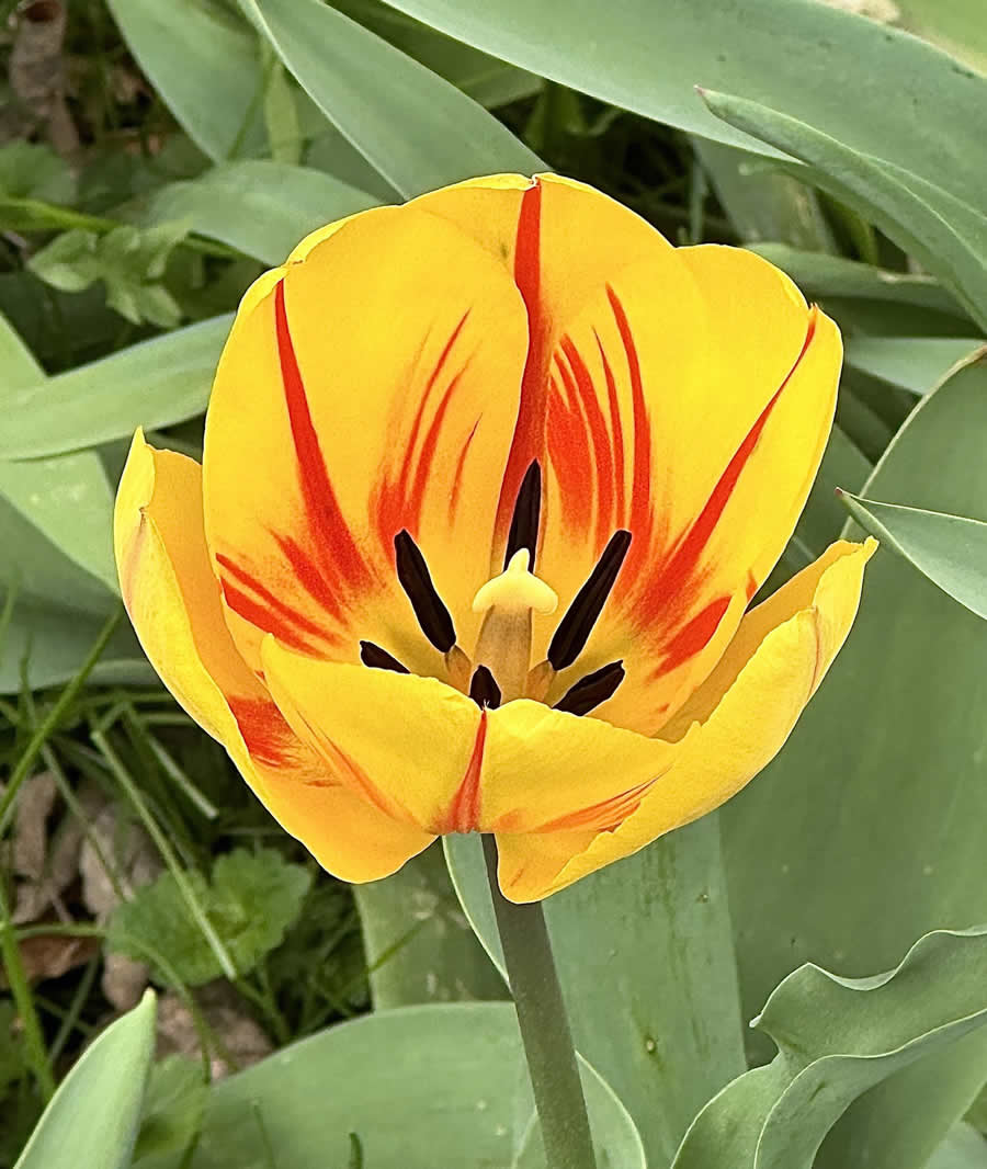 Gurushots Spring Snapshots Photo Challenge Winners