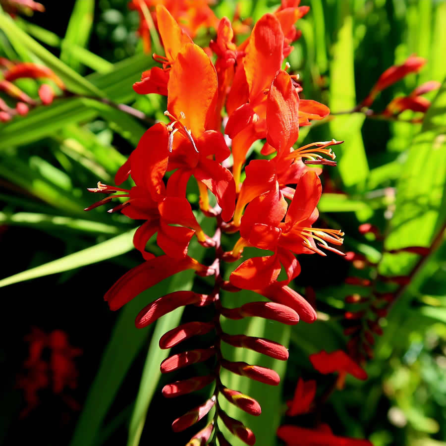 Gurushots Spring Snapshots Photo Challenge Winners