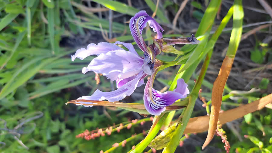 Gurushots Spring Snapshots Photo Challenge Winners