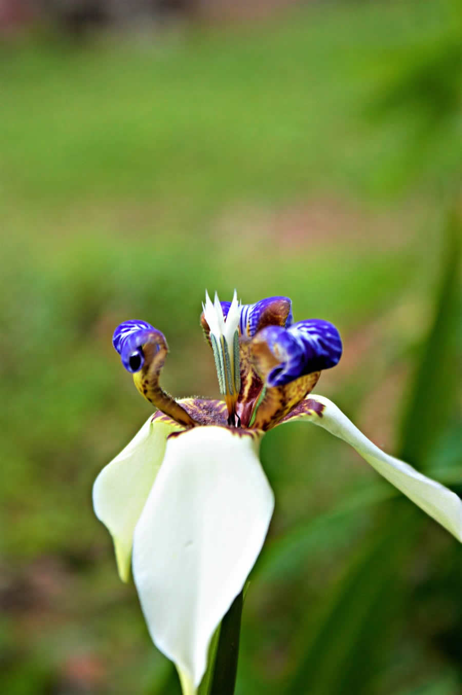 Gurushots Spring Snapshots Photo Challenge Winners