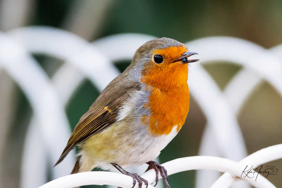 Gurushots Spring Snapshots Photo Challenge Winners