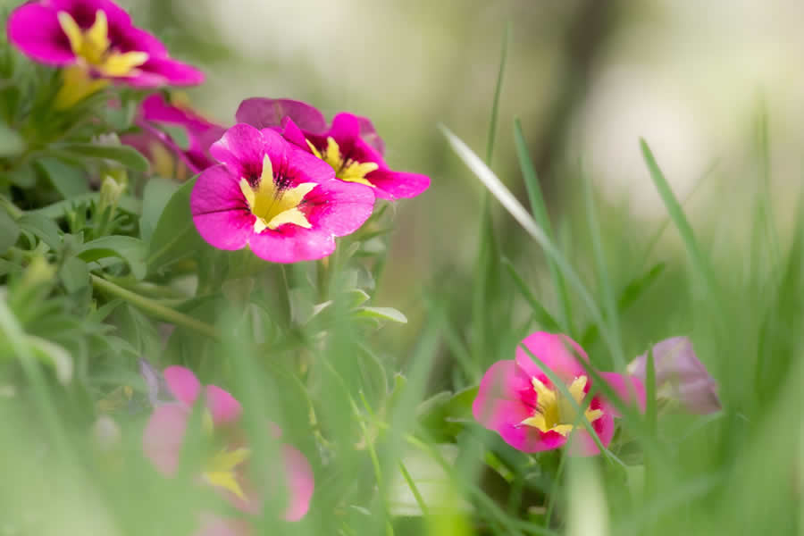 Gurushots Spring Snapshots Photo Challenge Winners