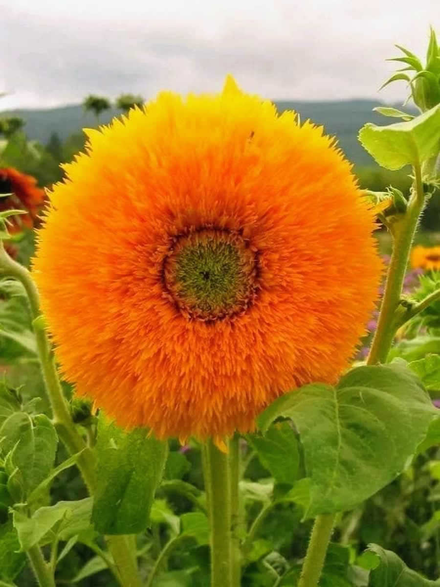 Gurushots Spring Snapshots Photo Challenge Winners