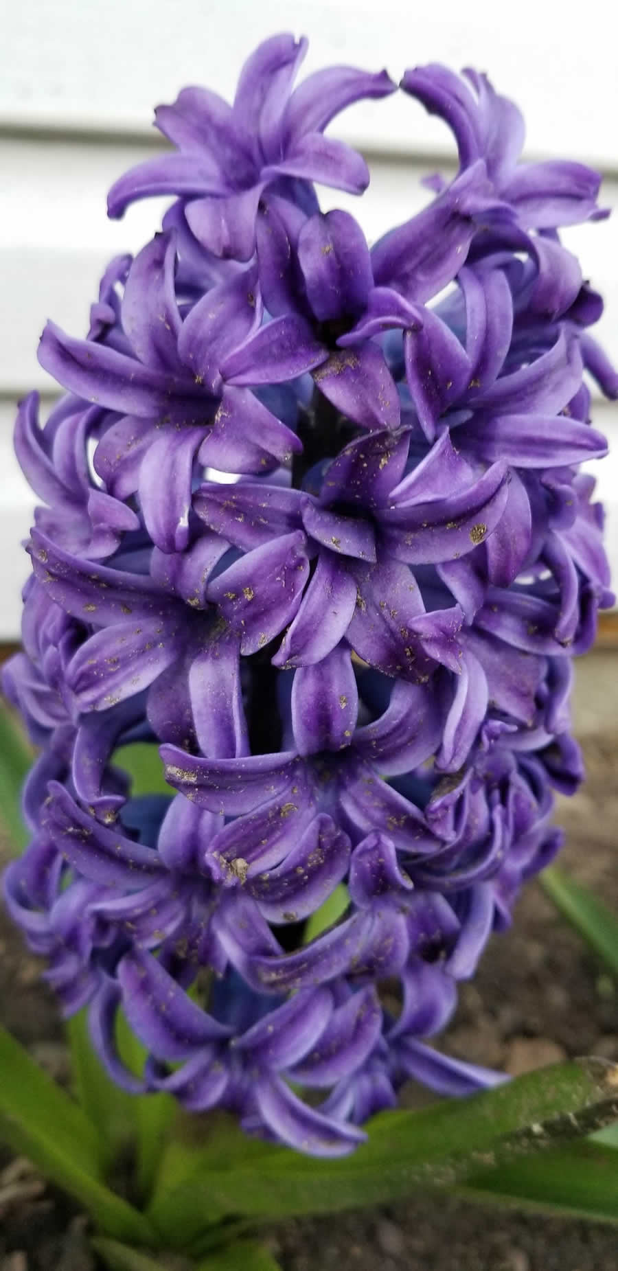 Gurushots Spring Snapshots Photo Challenge Winners