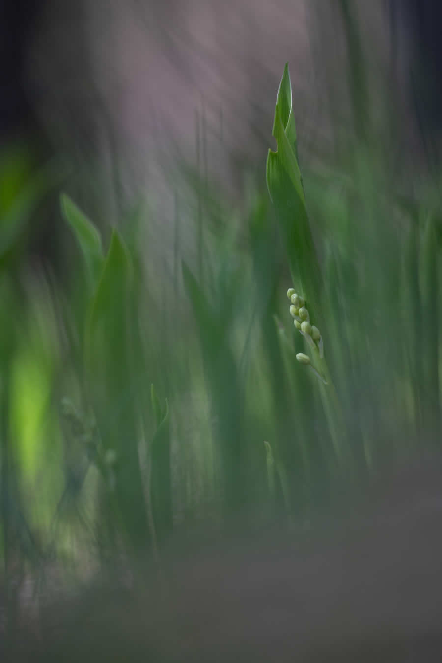 Gurushots Spring Snapshots Photo Challenge Winners