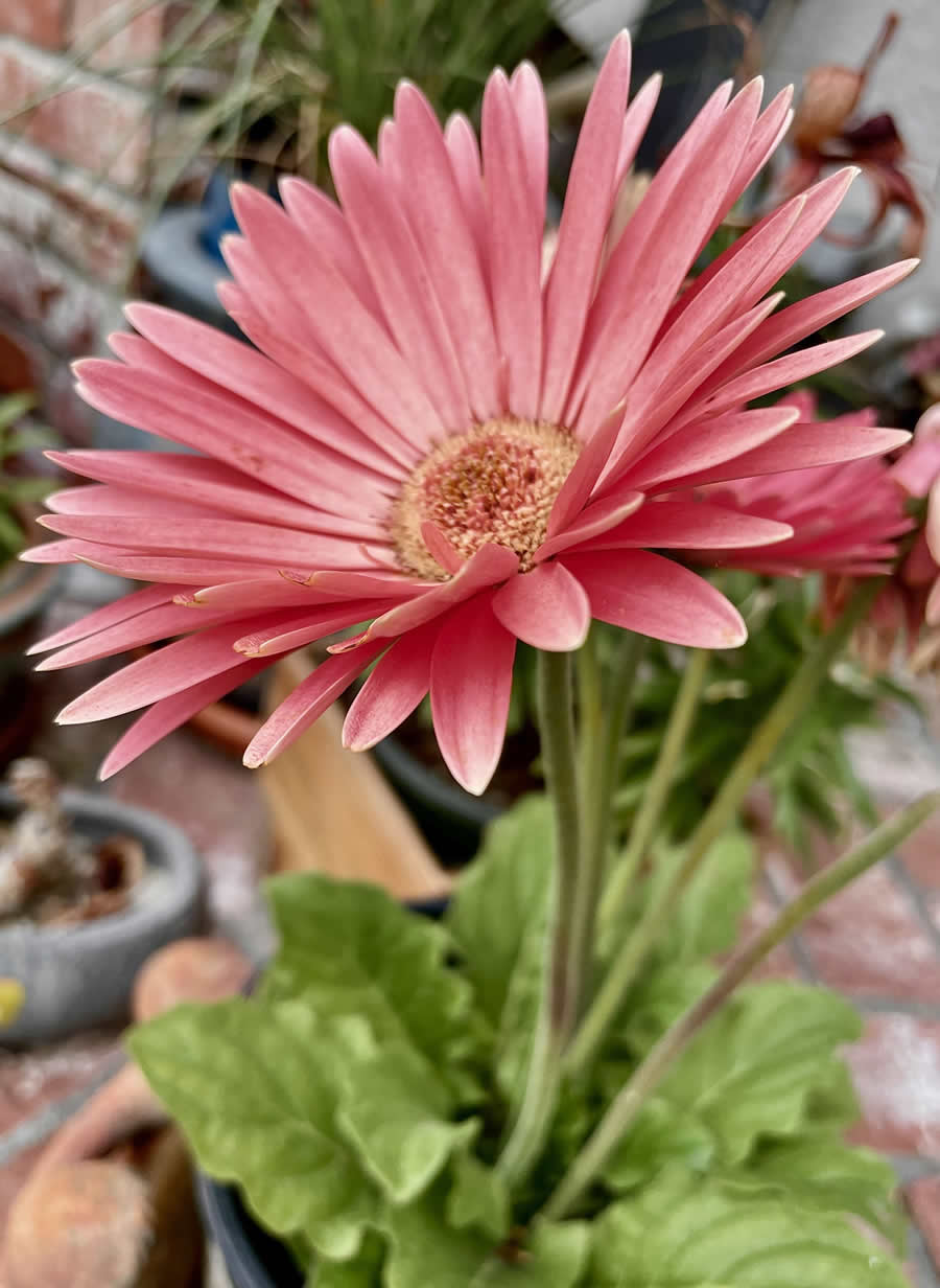 Gurushots Spring Snapshots Photo Challenge Winners