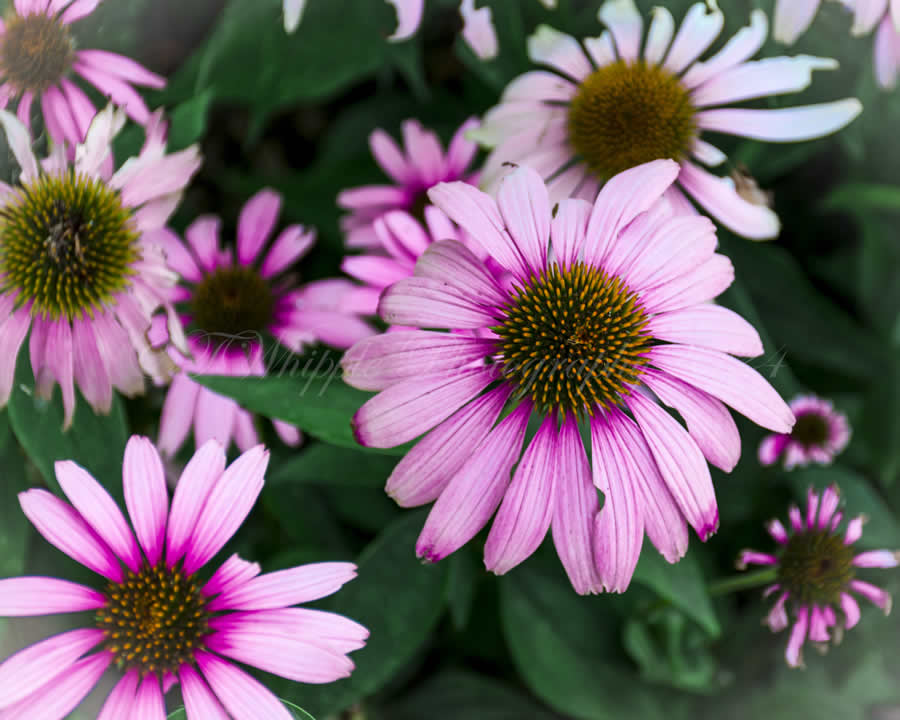 Gurushots Spring Snapshots Photo Challenge Winners