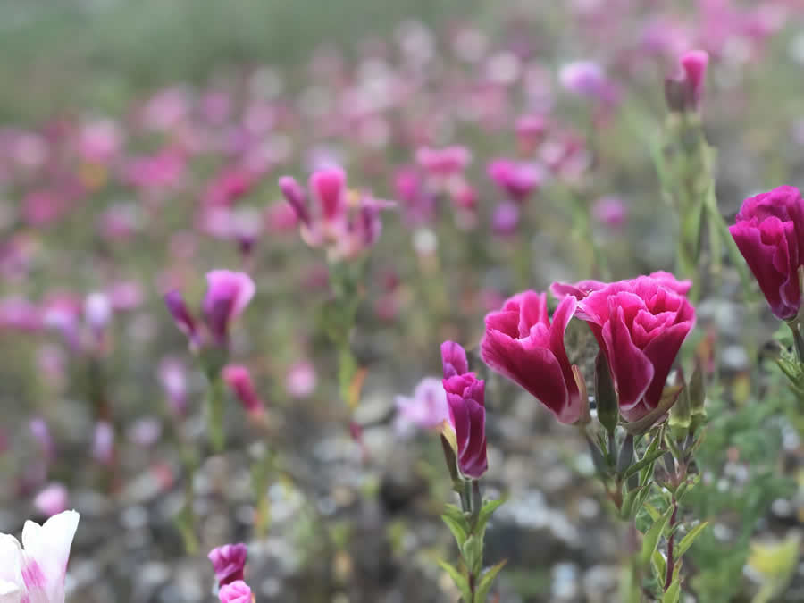 Gurushots Spring Snapshots Photo Challenge Winners