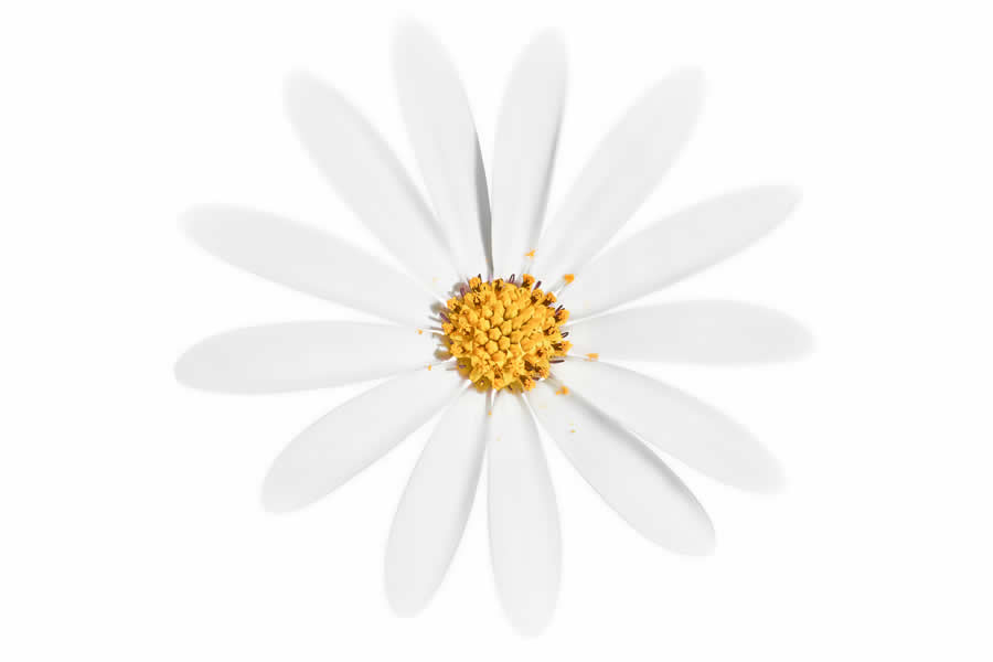 Gurushots Spring Snapshots Photo Challenge Winners