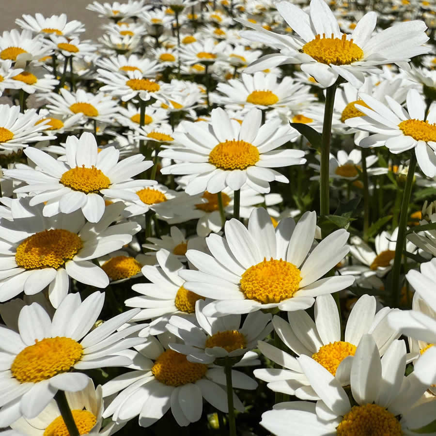 Gurushots Spring Snapshots Photo Challenge Winners