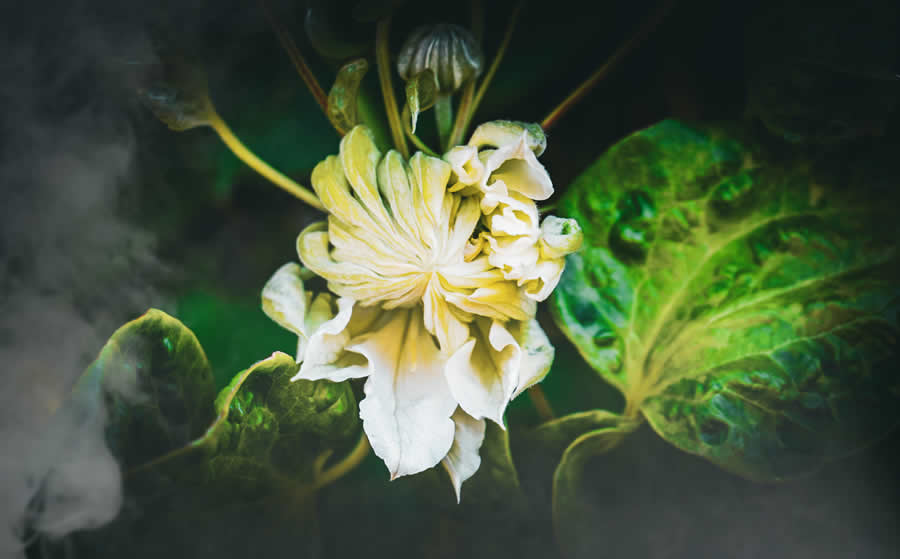 Gurushots Spring Snapshots Photo Challenge Winners