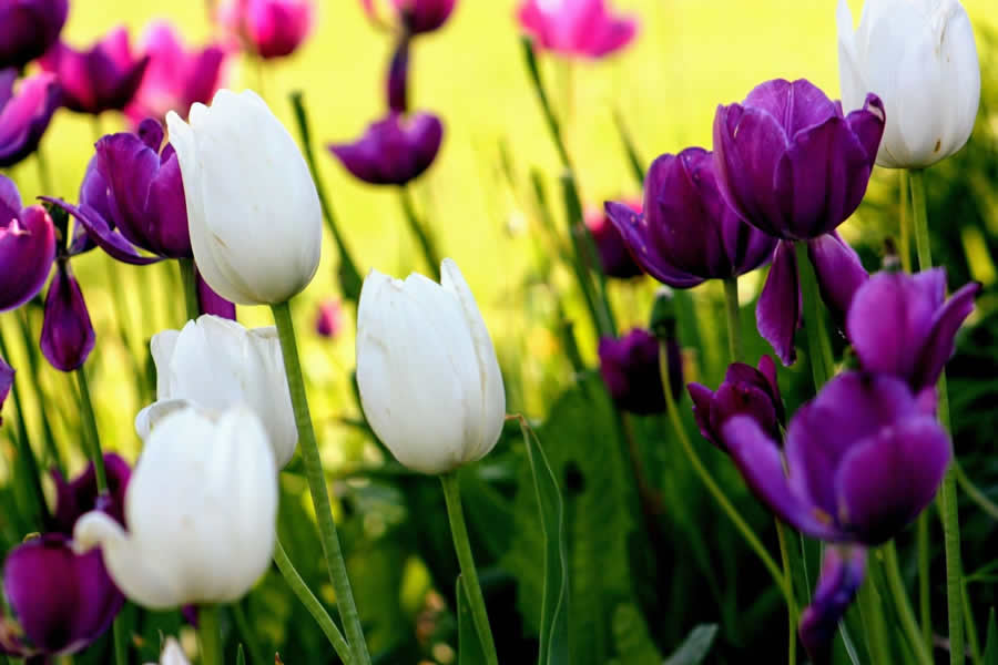 Gurushots Spring Snapshots Photo Challenge Winners