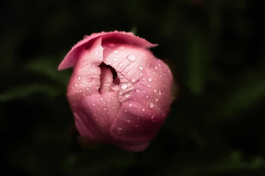 Gurushots Spring Snapshots Photo Challenge Winners