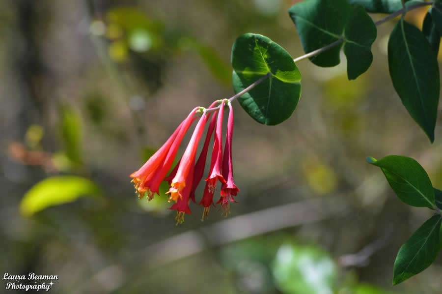 Gurushots Spring Snapshots Photo Challenge Winners