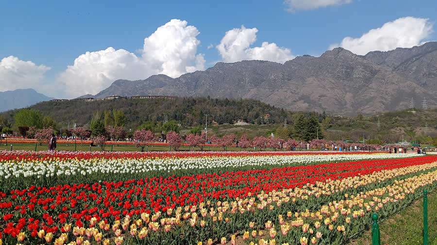 Gurushots Spring Snapshots Photo Challenge Winners