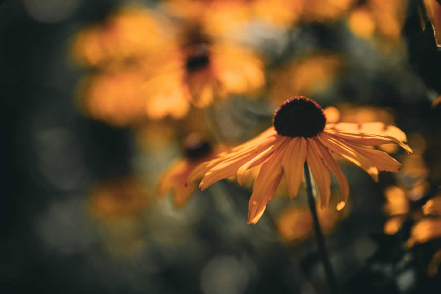 Gurushots Spring Snapshots Photo Challenge Winners