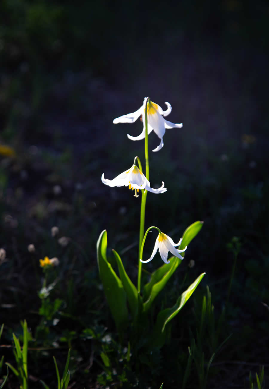 Gurushots Spring Snapshots Photo Challenge Winners