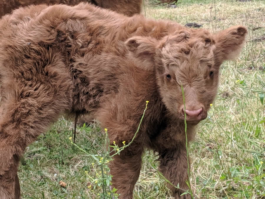 Gurushots Spring Snapshots Photo Challenge Winners