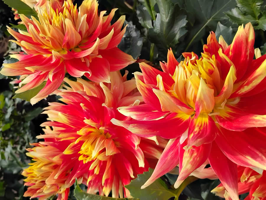 Gurushots Spring Snapshots Photo Challenge Winners