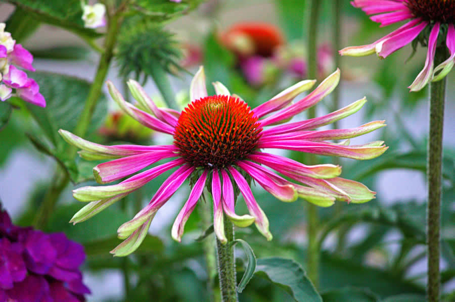 Gurushots Spring Snapshots Photo Challenge Winners