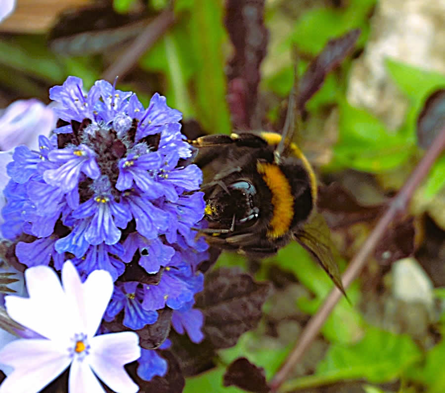 Gurushots Spring Snapshots Photo Challenge Winners