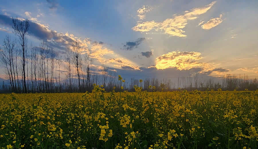 Gurushots Spring Snapshots Photo Challenge Winners