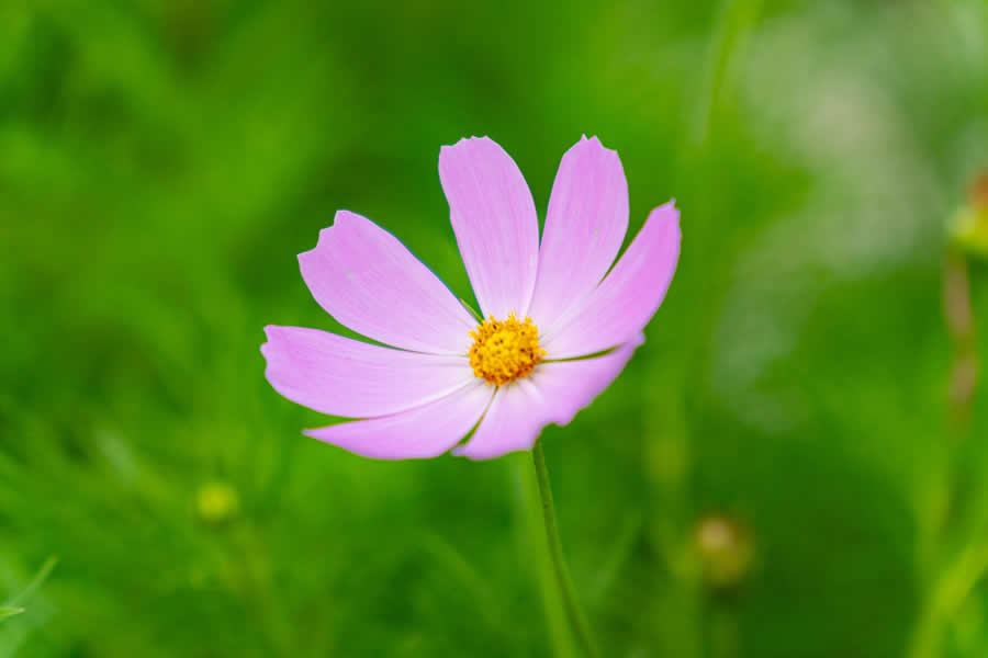 Gurushots Spring Snapshots Photo Challenge Winners