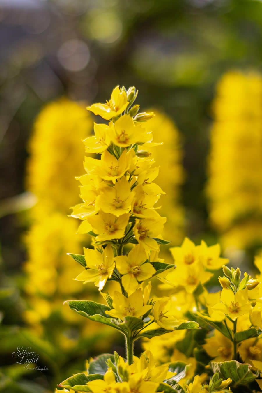 Gurushots Spring Snapshots Photo Challenge Winners