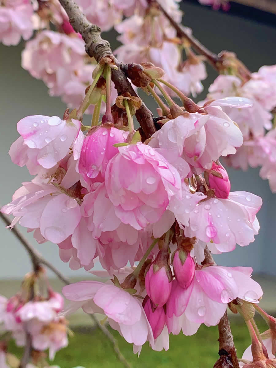 Gurushots Spring Snapshots Photo Challenge Winners