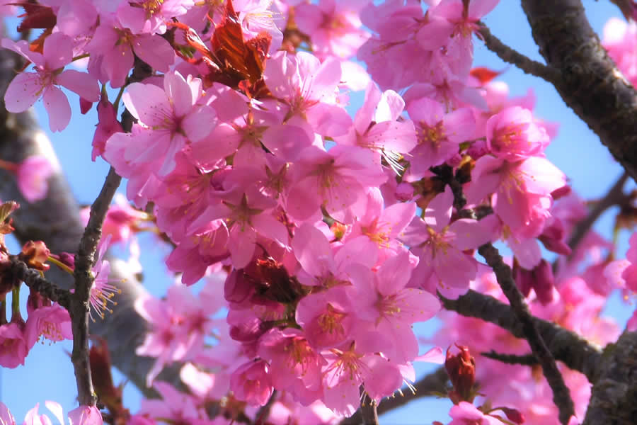 Gurushots Spring Snapshots Photo Challenge Winners