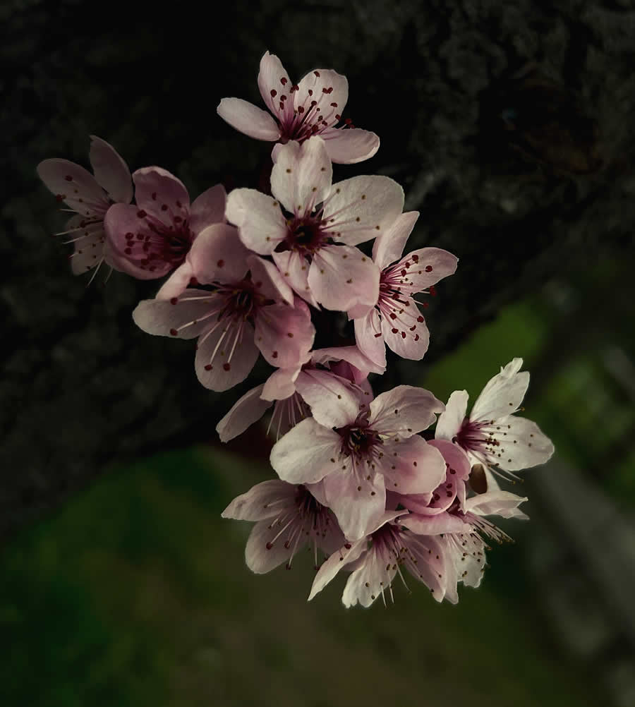 Gurushots Spring Snapshots Photo Challenge Winners