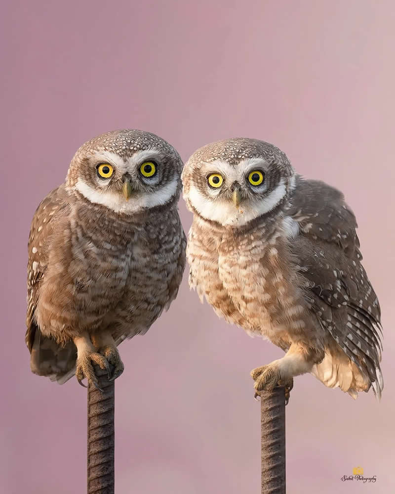 Spotted Owlet - Indian Bird Photography by Saikat Banik
