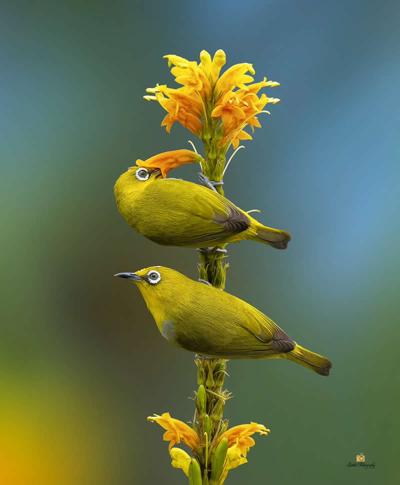 The Indian White Eye  - Indian Bird Photography by Saikat Banik