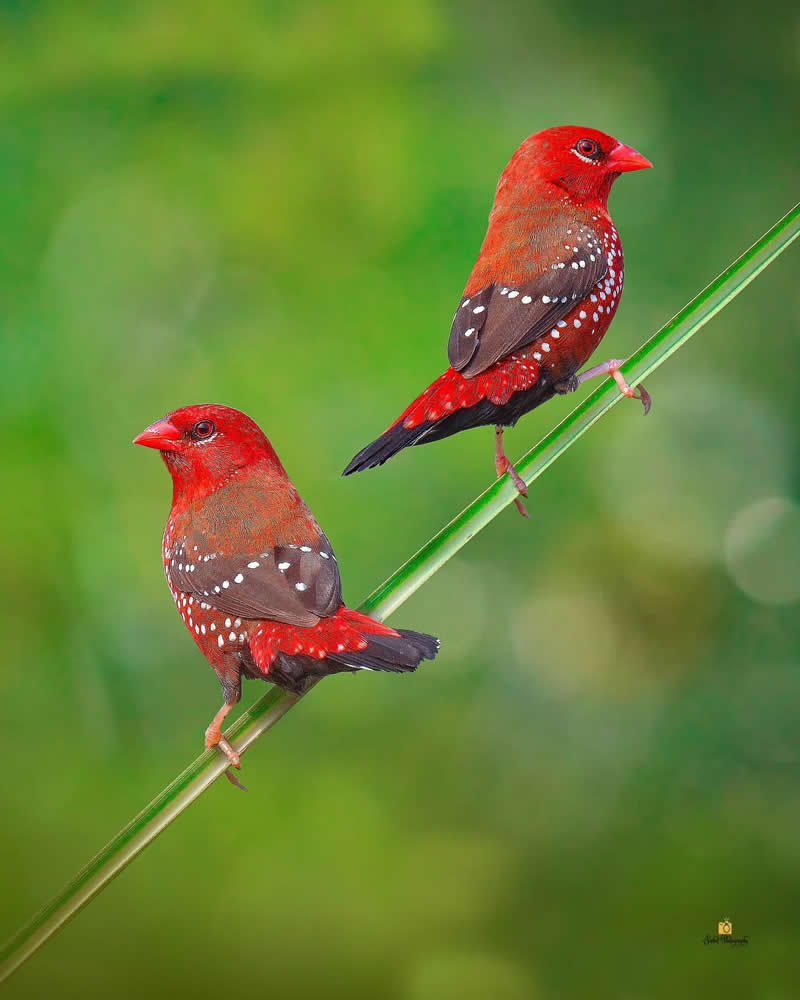 Strawberry Finch - Indian Bird Photography by Saikat Banik