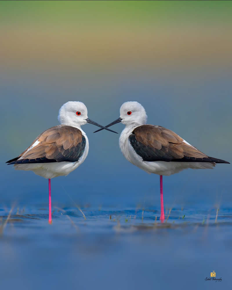 Black Winged Stilt - Indian Bird Photography by Saikat Banik