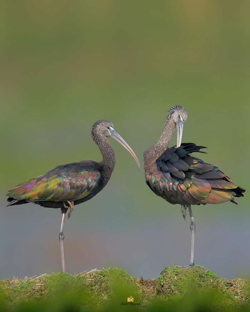 Glossy Ibis - Indian Bird Photography by Saikat Banik