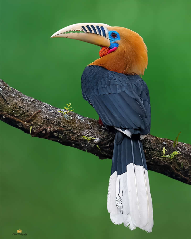 Rufous Necked Hornbill - Indian Bird Photography by Saikat Banik