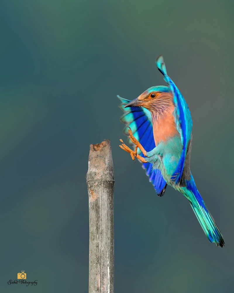 Indian Roller - Indian Bird Photography by Saikat Banik