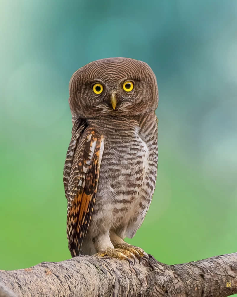 Jungle Owlet - Indian Bird Photography by Saikat Banik