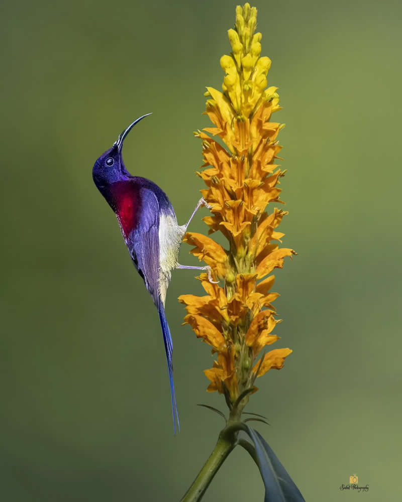 Black Throated Sunbird - Indian Bird Photography by Saikat Banik