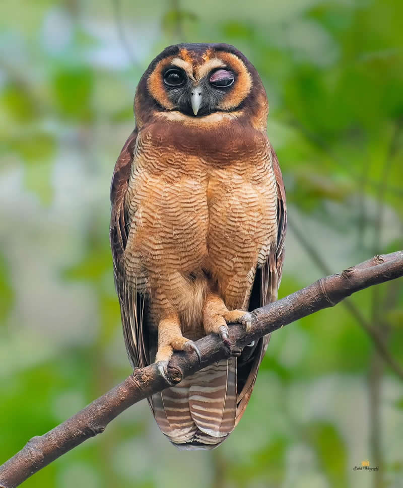Brown Wood Owl - Indian Bird Photography by Saikat Banik