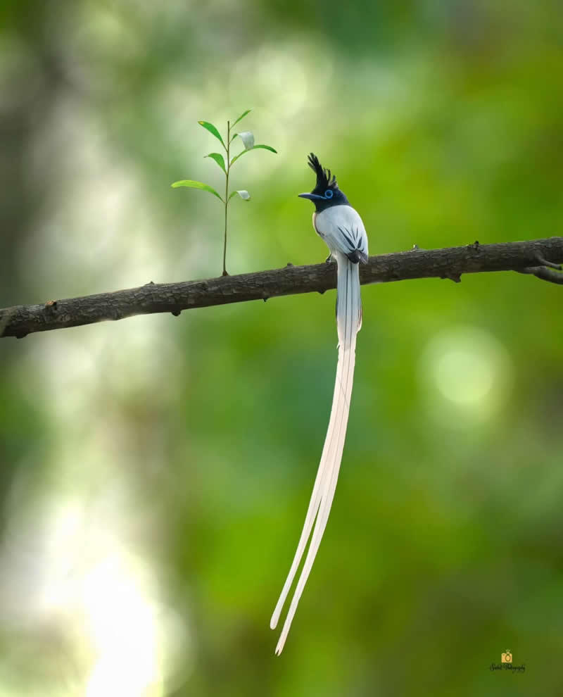 Indian Paradise Flycatcher - Indian Bird Photography by Saikat Banik